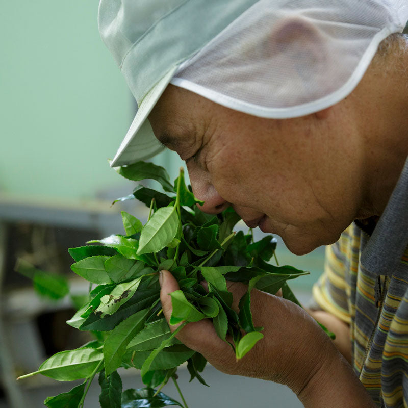 Green tea leaf farmer Japanese